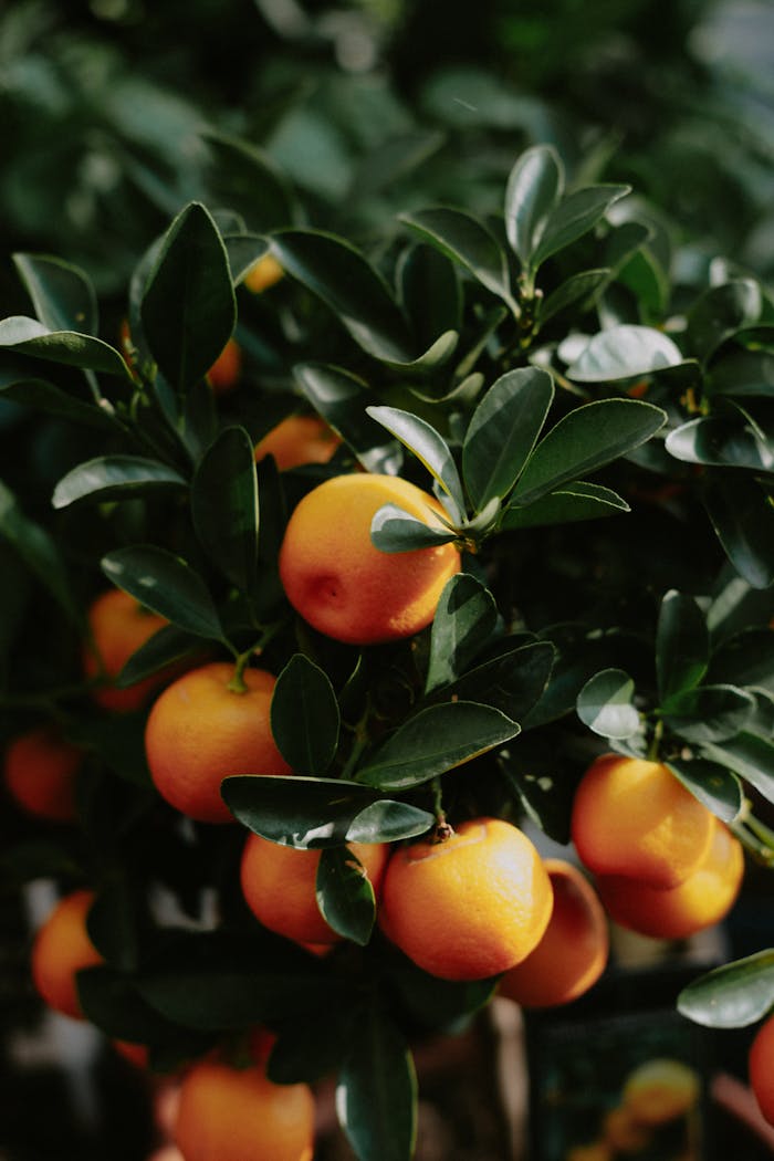 Oranges on Tree