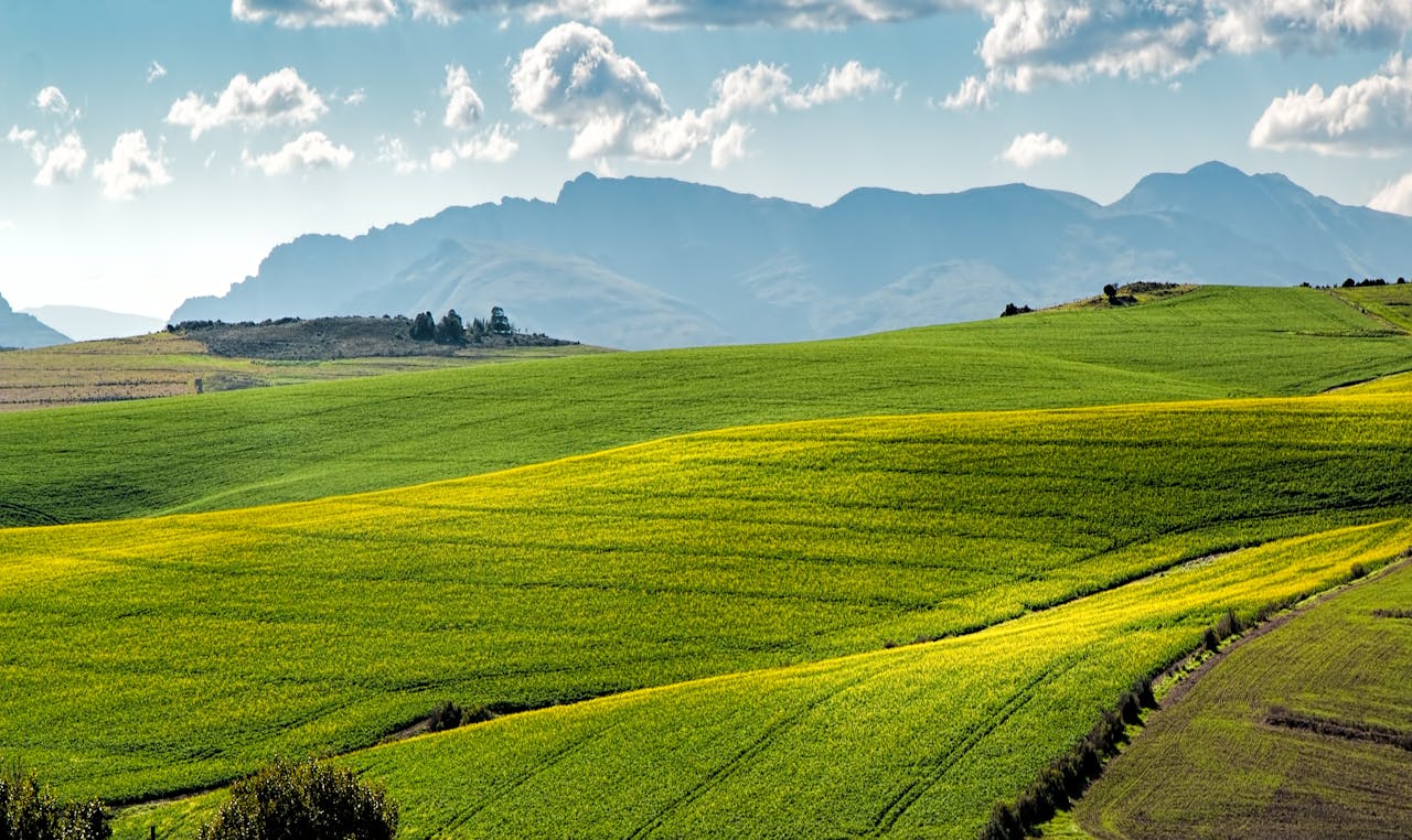 Lush green fields under a blue sky with distant mountains.