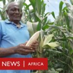 Petani menggandakan hasil panen mereka dengan traktor bertenaga surya bbc africa