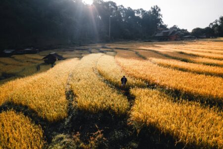 Rumah 9 Pemandangan udara sawah terasering keemasan di pagi hari 2025 03 13 01 14 20 UTC e1759386401694
